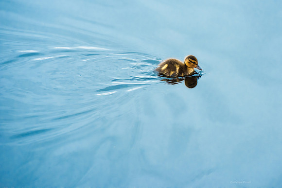 Baby Duck
